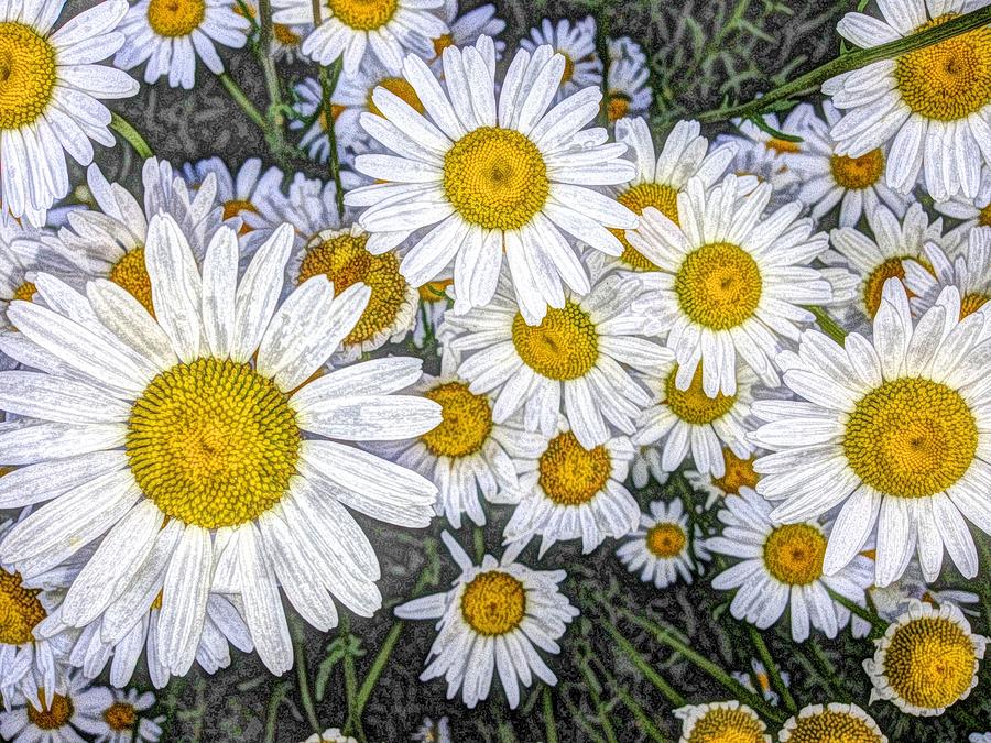 I Luv Daisies Photograph by Joni Potekhen - Fine Art America