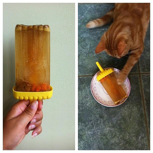 I Made Samuel Whiskers A Ice Lolly Photograph by Coco Cole