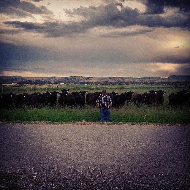 Cow Photograph - The Cow Whisperer by Denette Jacobson