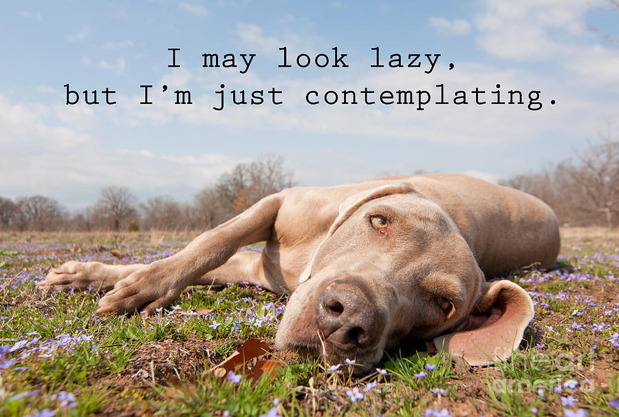 I may look lazy Photograph by Sari ONeal