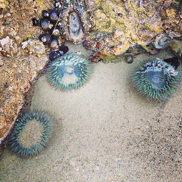 Wildlife Photograph - I Met Sea Anemones by Katie Cupcakes