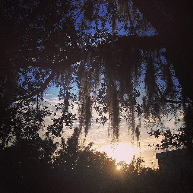 Magic Photograph - I Miss The #magic Of Spanish Moss by Rose Read