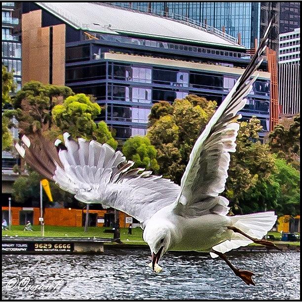 Nature Photograph - I Miss The Seagulls Of Melbourne #omg by Ahmed Oujan