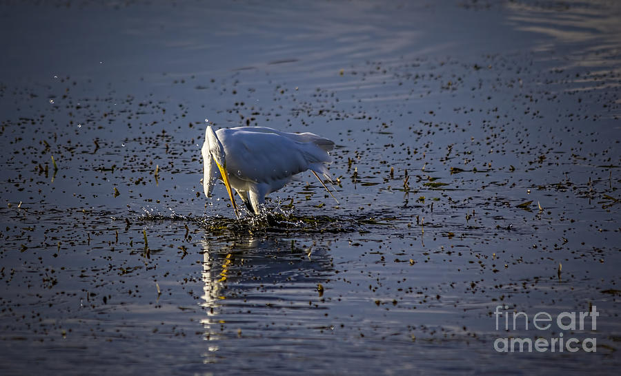 White Egret Photograph - I Missed by Marvin Spates