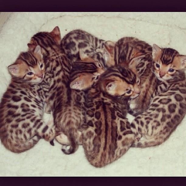 Obsessed Photograph - I Need A Bengal Kitten. They Look Like by Chelsea Cherry