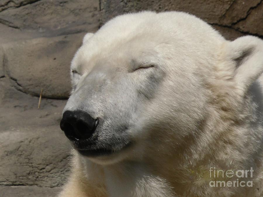 Polar Bear Photograph - I need shades by LCS Art