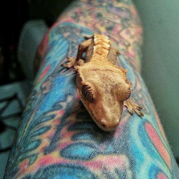 I Need To Get A Gecko Tattoo Photograph by Wesley Shark