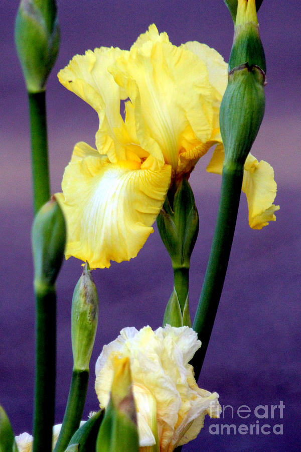 I Only Have Iris for You Photograph by Kathy  White