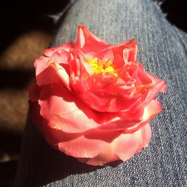 I Opened A Rose Bud :) Photograph by Zoe Sutter