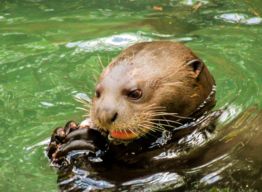 I otter eat it Photograph by George Kenhan