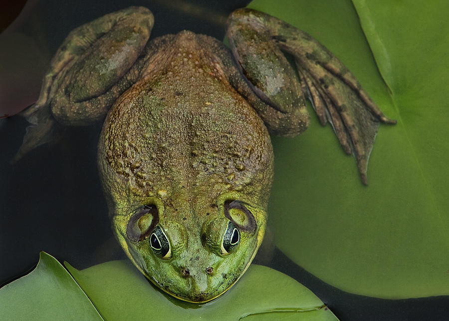 Bullfrog on a Lily Pad Photograph by Linda D Lester
