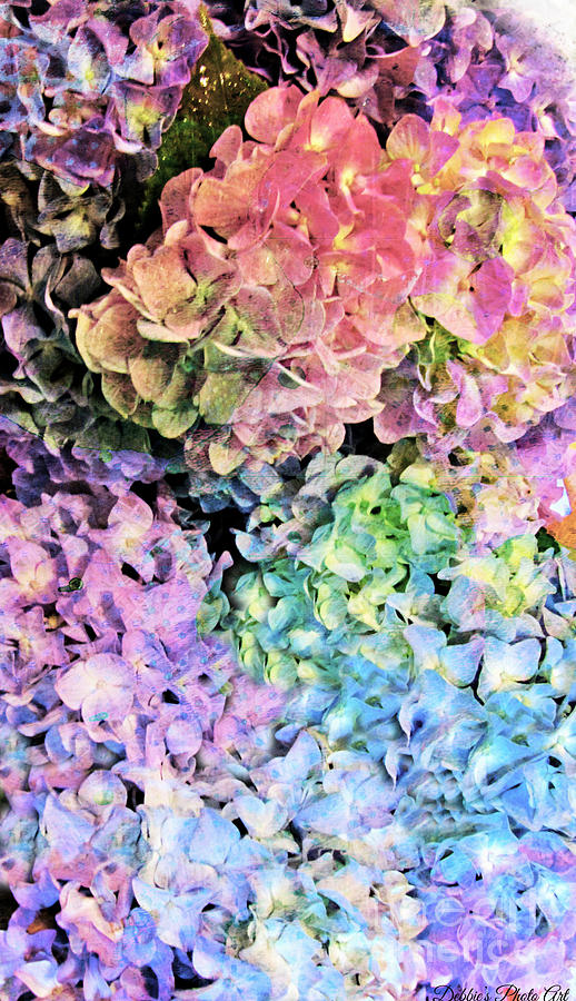 I Phone Case / Wall art - Multi Colored Hydrangeas Photograph by Debbie Portwood