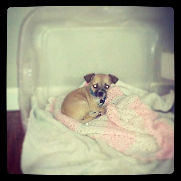 I Really <3 My Puppy Princess! 8 Weeks Photograph by Crystal LaTessa