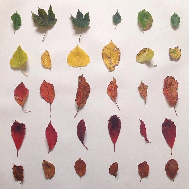 Nature Photograph - I Really Do Love Autumn 😊 #leaves by Lucy Ellis