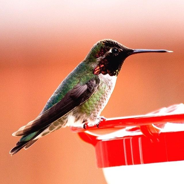 Hummingbird Photograph - I Refilled My Feeders. This One Is by Patty Warwick