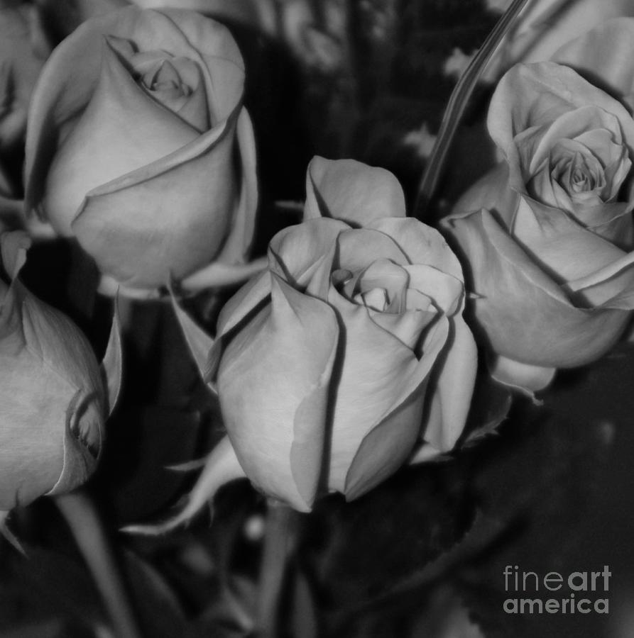 Black And White Roses Photograph