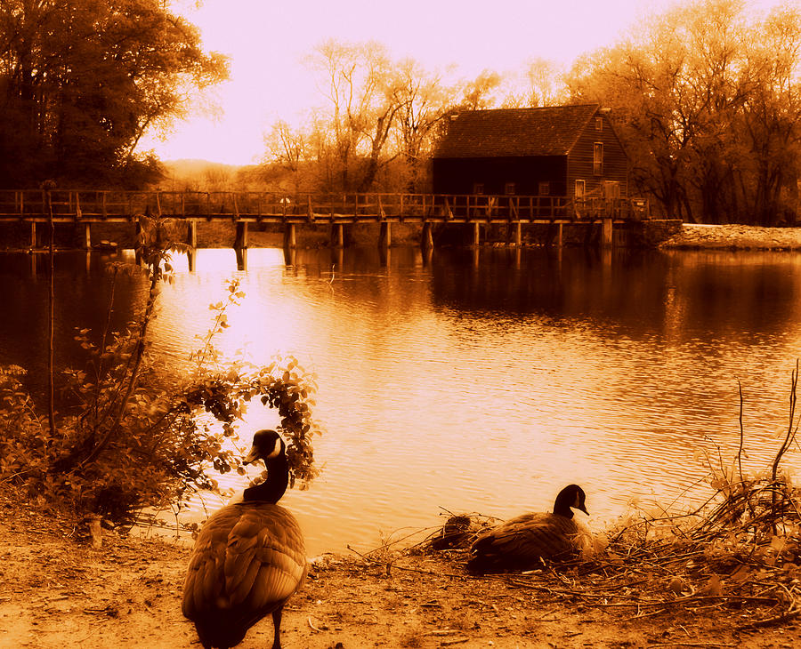 Bird Photograph - I Remember Days By The Lake by Aurelio Zucco