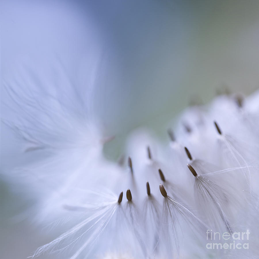 Nature Photograph - I saw an angel passing by by Maria Ismanah Schulze-Vorberg