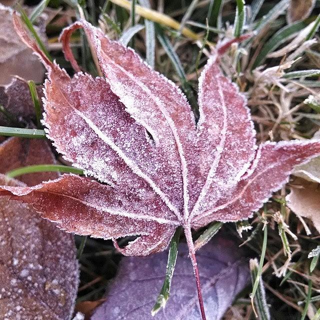 Fall Photograph - I Saw Frost For The First Time This by Melissa Yosua-Davis