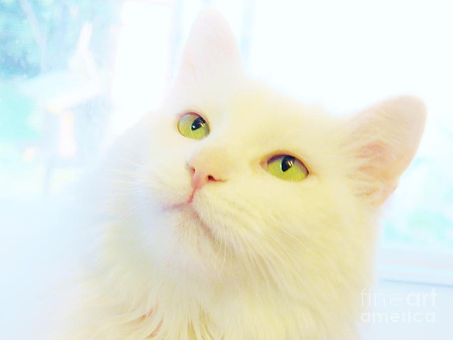 Cat Photograph - I See an Angel by Judy Via-Wolff