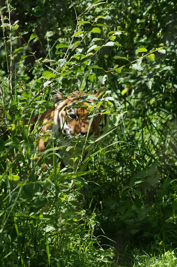 Tiger Photograph - I see you by Angela Killary