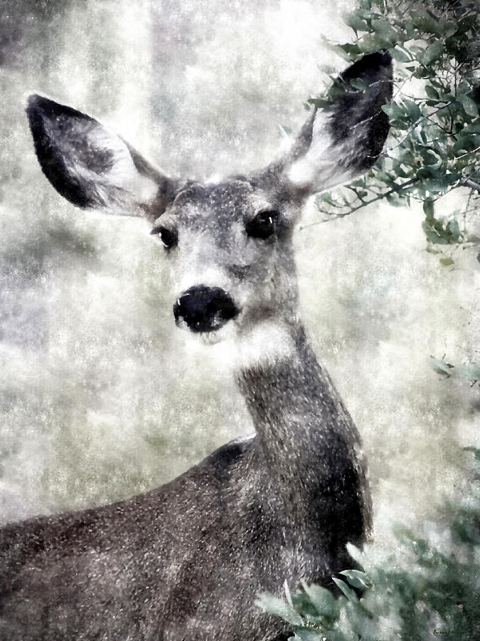 Deer Photograph - I See You by Barbara D Richards