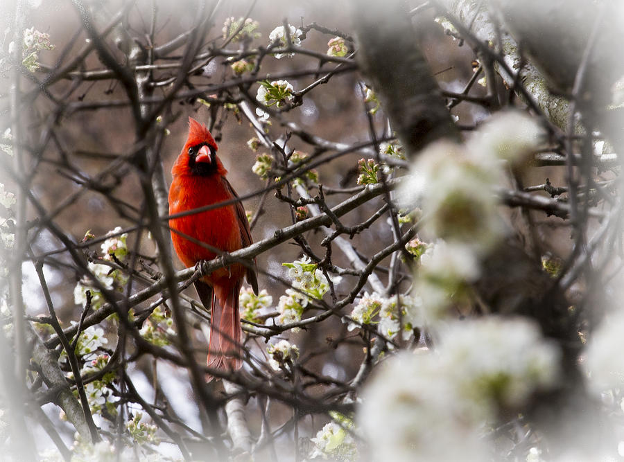 Cardinal Photograph - I See You by Barry Jones