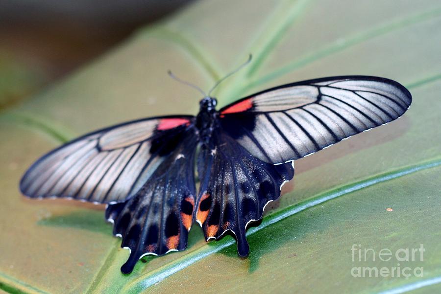 Butterfly Photograph - I See You by Butch Phillips