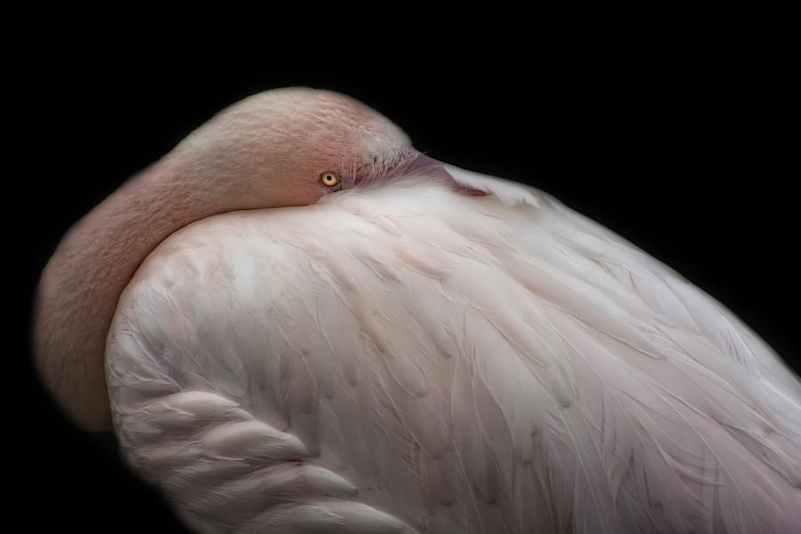 Flamingo Photograph - I see you by Claudia Moeckel