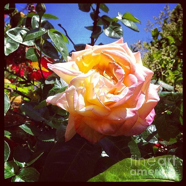 I See You Photograph by Denise Railey I See You Photograph by Denise Railey