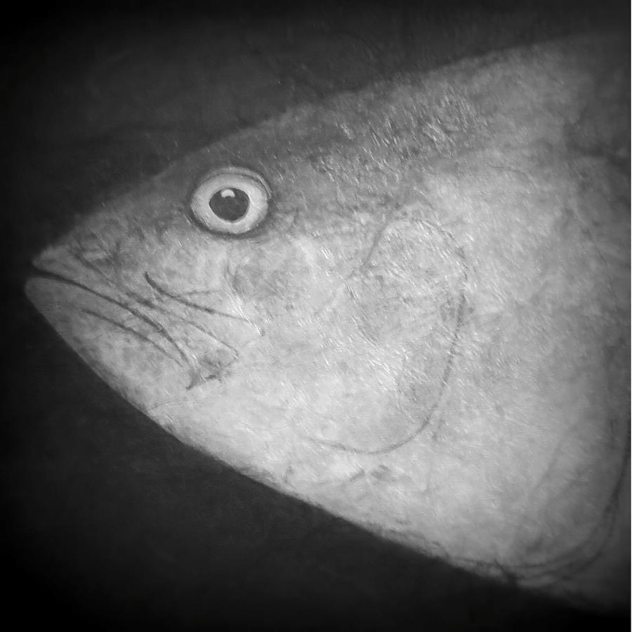 I See You - Fish Photograph by Patricia Januszkiewicz
