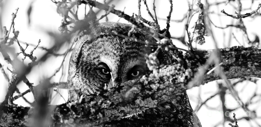 I see you Photograph by Lori Dobbs