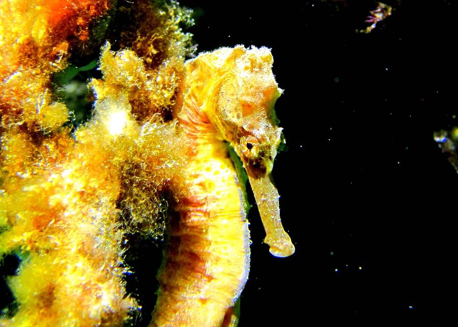Seahorse Photograph - I see you by Martine Wardill