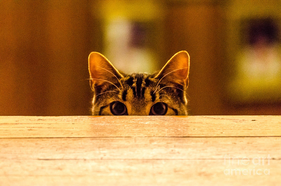 Cat Photograph - I see you by Mike Ste Marie