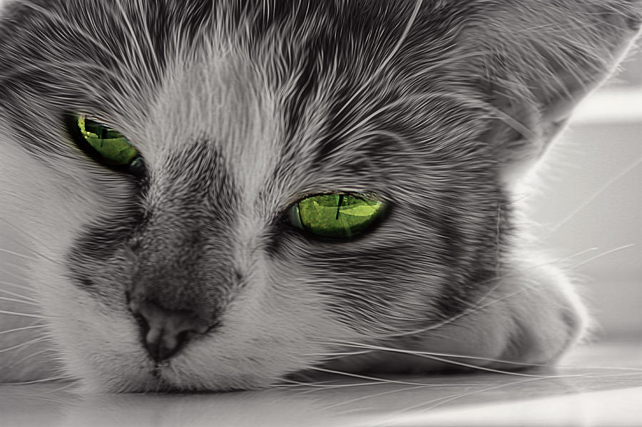 Cat Photograph - I See You. by Rosanna Zavanaiu