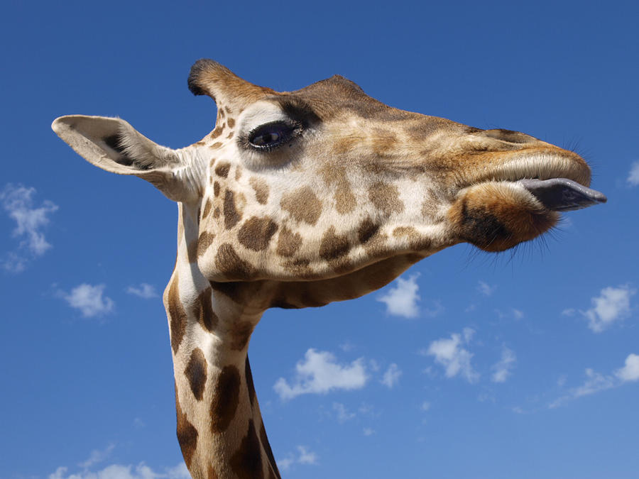 Giraffe Photograph - I Shall Lick Thee by Camille Lopez