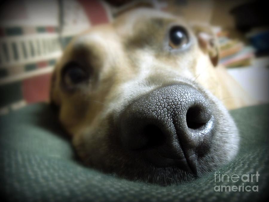 Dog Photograph - I Smell Food by Renee Trenholm