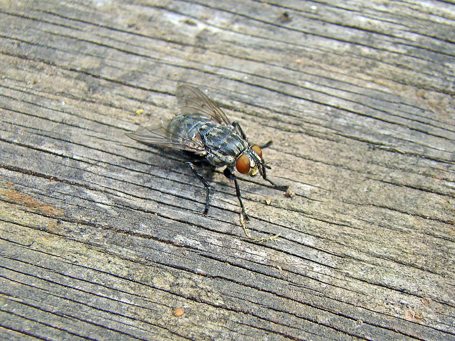 I Spy A Fly - Diptera Photograph by Carol Senske