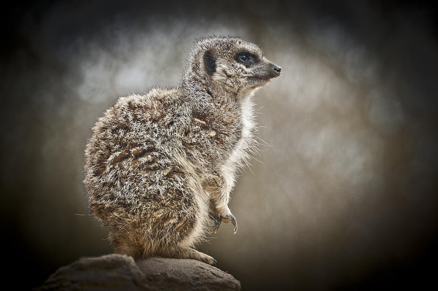 I spy a Meerkat Photograph by Chris Boulton
