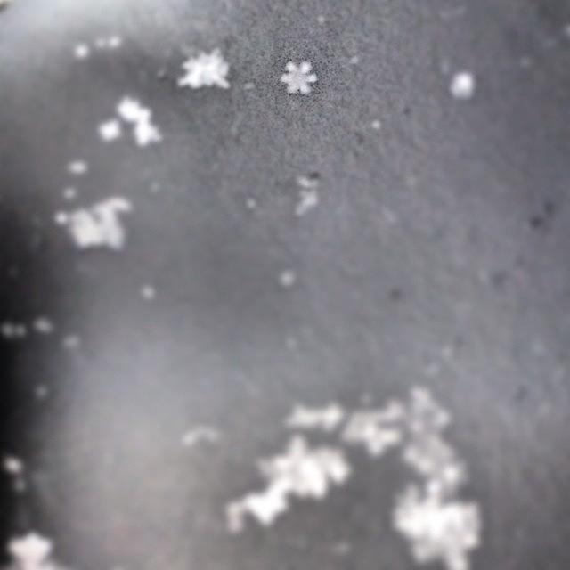 Nature Photograph - I Spy A Perfect Little Snowflake... :) by Caitlin Salvitti