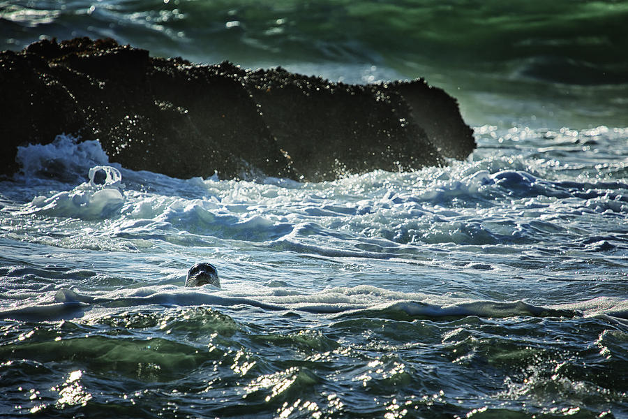 I Spy a Seal Photograph by Belinda Greb