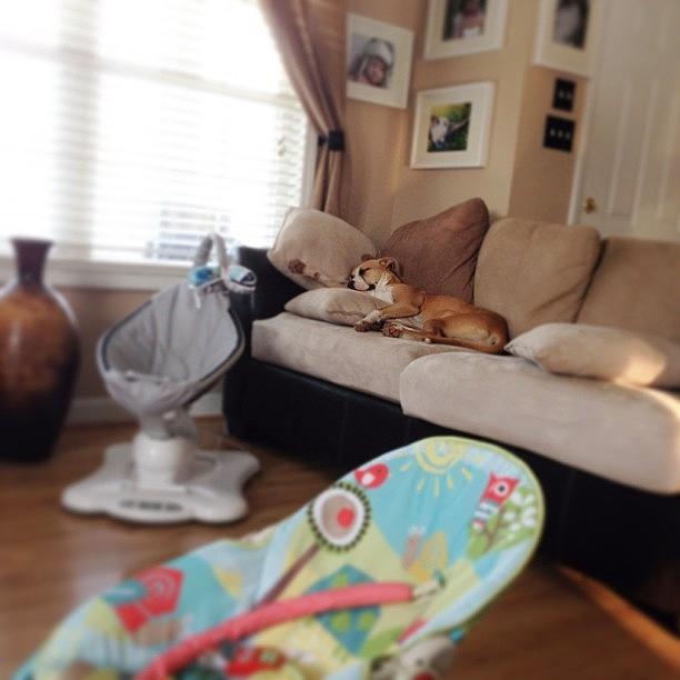 I Spy A Tired Doggy 🐶💤#pictapgo Photograph by Erika Melson Palmer