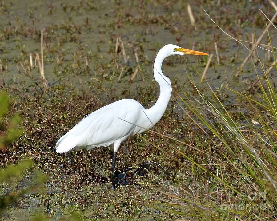 I Spy Photograph by Carol Bradley - Fine Art America