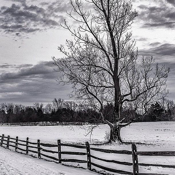 Winter Photograph - I Stand Alone! #knox #statepark by Arvind Ranganathan
