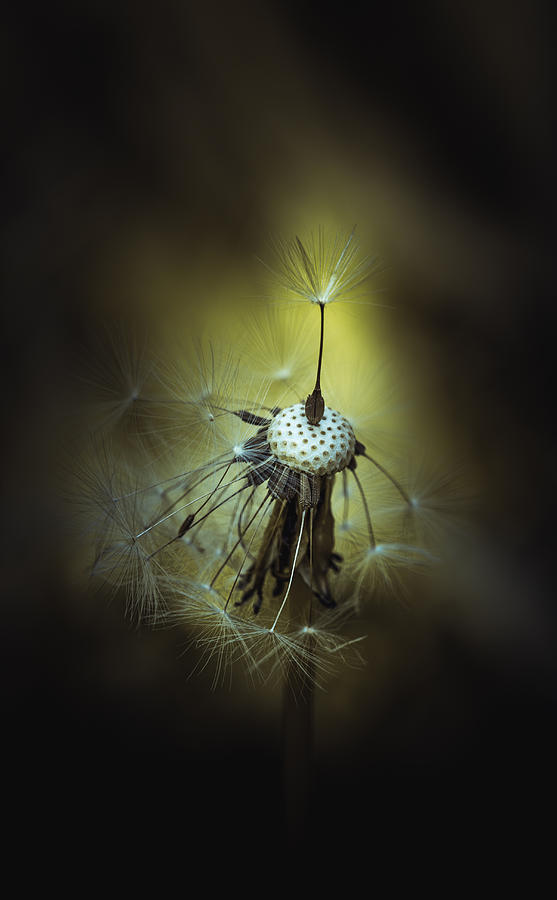 Flowers Still Life Photograph - I Stand Alone by Paul Barson