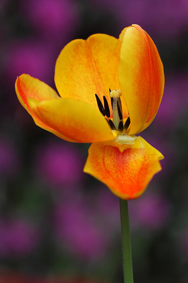 Tulip Photograph - I still need Love by Juergen Roth