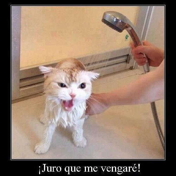 Animal Photograph - i Swear Revenge! Hehe! Poor Cat by Luis Alberto