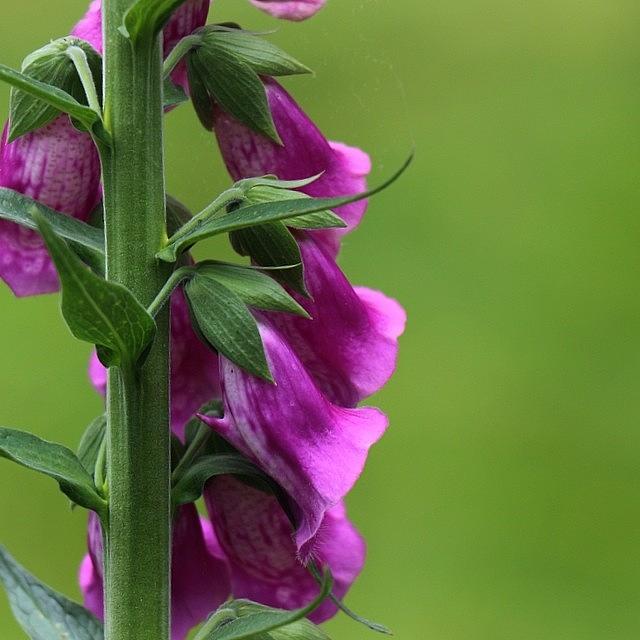 Nature Photograph - I Think #foxgloves Have To Be On My Top by Miss Wilkinson