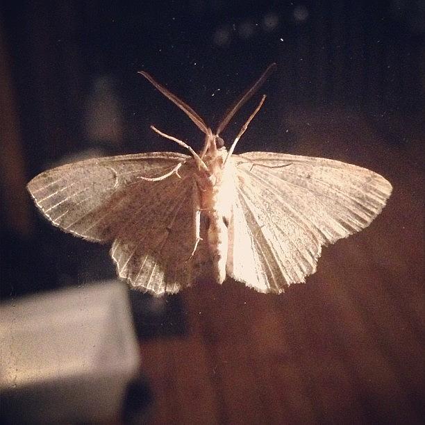 I Though This Moth Was Kind Of Dope, So Photograph by Julia Campbell
