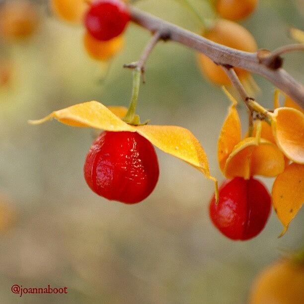 I Thought These Little Berries Were Photograph by Joanna Boot